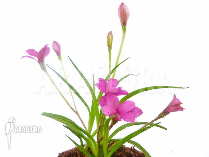 Rhodohypoxis baurii var baurii