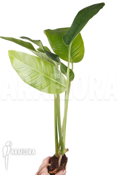 Rhodospatha latifolia ‚L‘