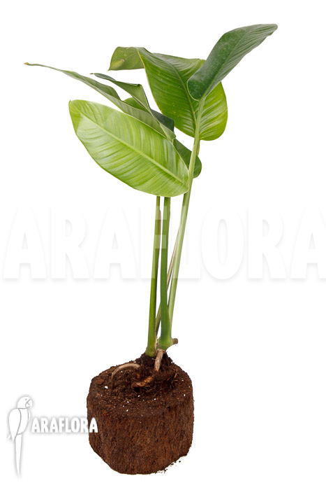 Rhodospatha latifolia ‚L‘