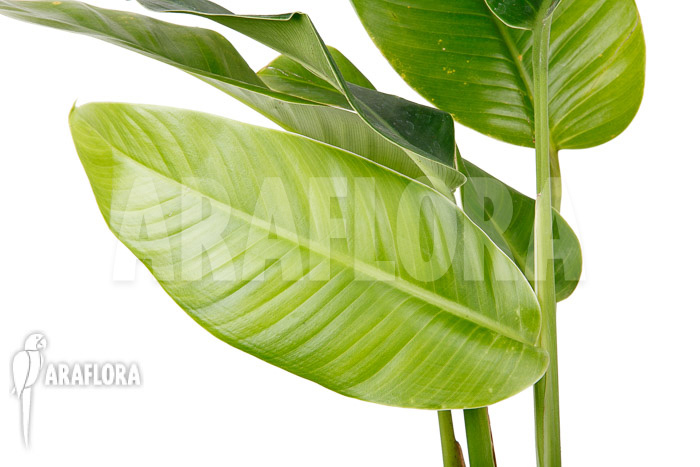 Rhodospatha latifolia ‚L‘