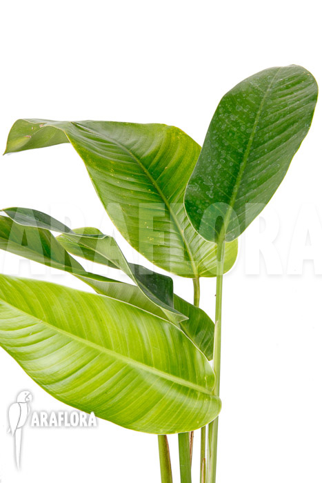 Rhodospatha latifolia ‚L‘