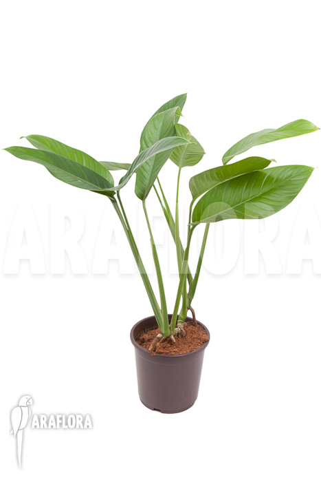 Rhodospatha latifolia ‚XL‘