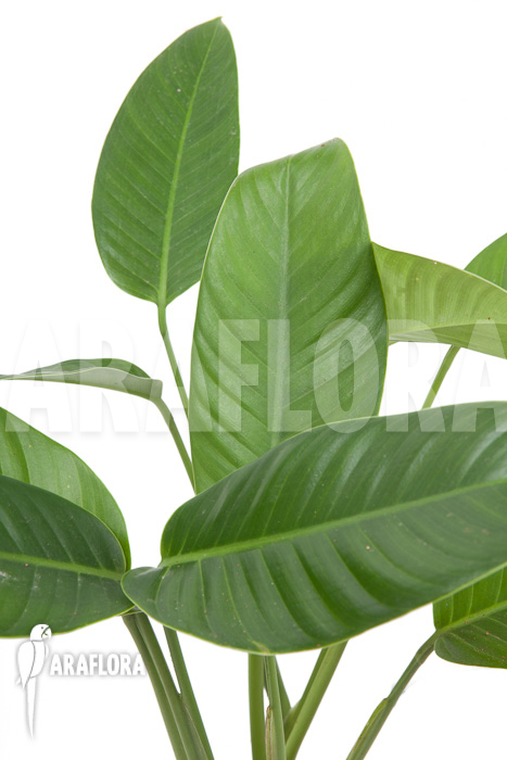 Rhodospatha latifolia ‚XL‘