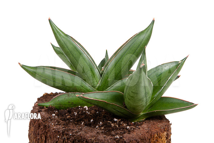 Sanseveria cylindrica ‚Almond Jade‘
