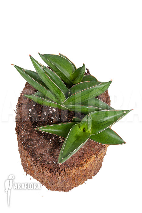 Sanseveria cylindrica ‚Almond Jade‘