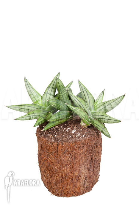 Sanseveria cylindrica ‚Grey Jade‘