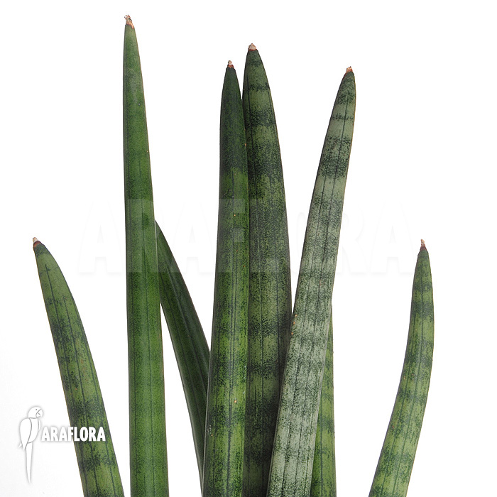 Sansevieria cylindrica var. patula ‚Spaghetti‘