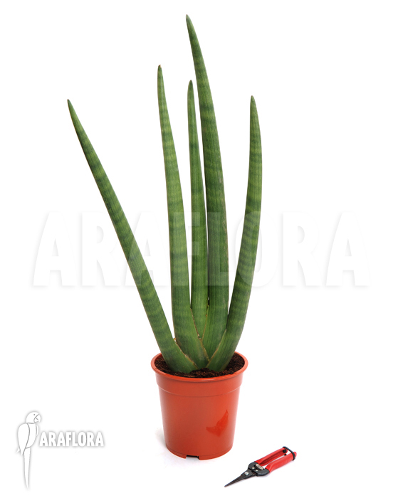 Sansevieria cylindrica var. patula ‚Spaghetti‘