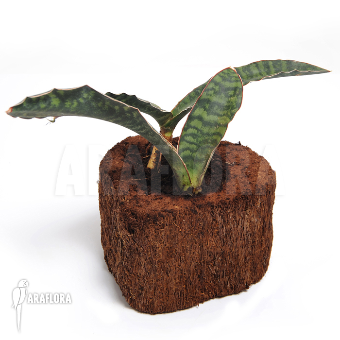 Sansevieria elliptica ‚Horwood‘