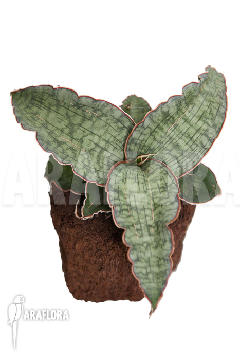 Sansevieria kirkii ‚Silver Blue‘