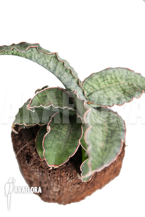 Sansevieria kirkii ‚Silver Blue‘