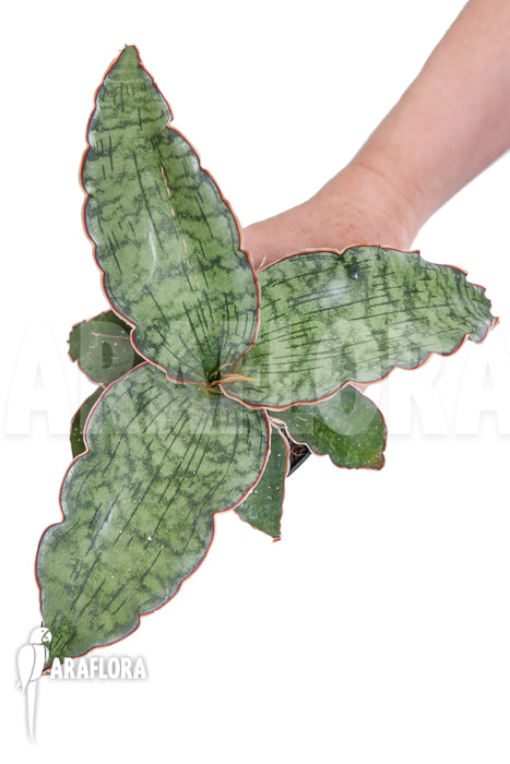 Sansevieria kirkii ‚Silver Blue‘