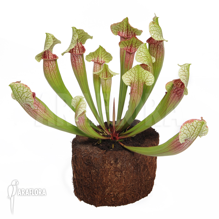 Sarracenia cv ‚Eva‘