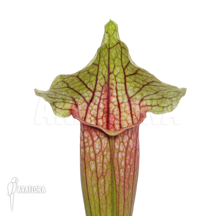 Sarracenia cv ‚Eva‘