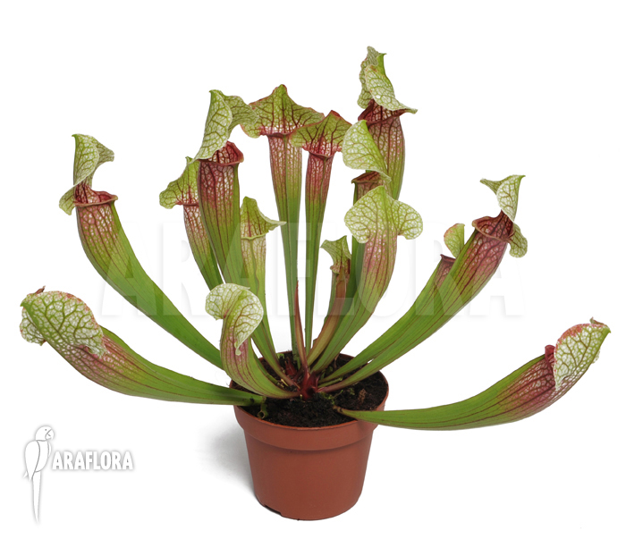 Sarracenia cv ‚Eva‘