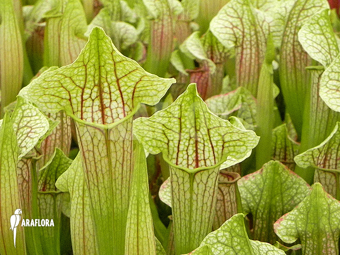 Field with Sarracenia cv ‚Eva‘