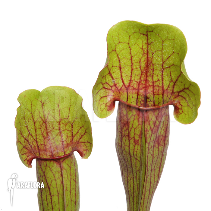 Sarracenia cv ‚Vogel‘