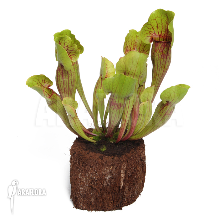 Sarracenia cv ‚Vogel‘