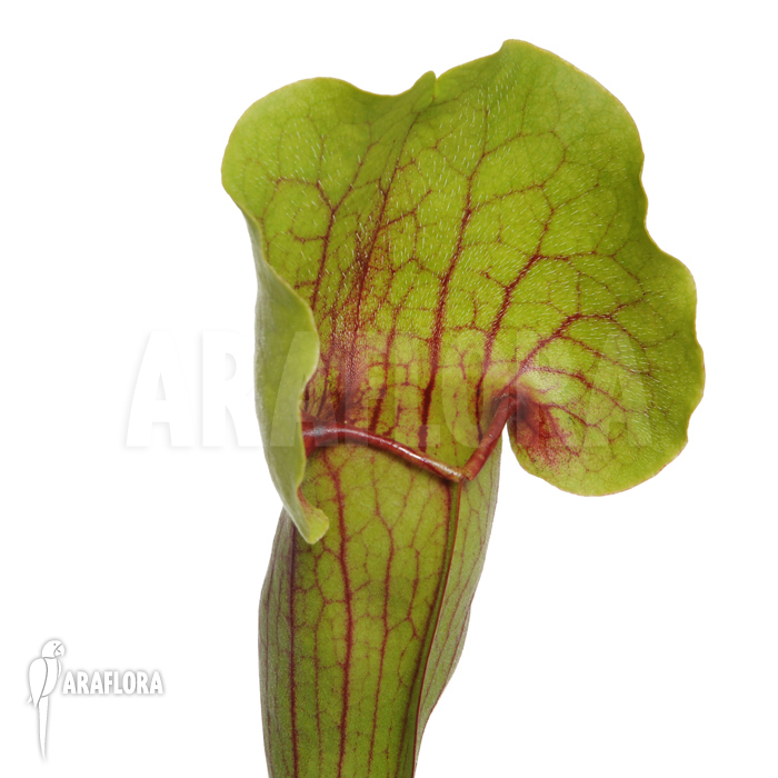 Sarracenia cv ‚Vogel‘