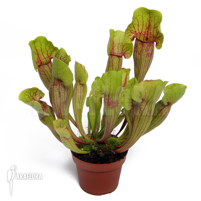 Field with Sarracenia cv ‚Vogel‘