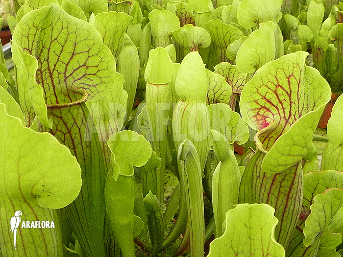Sarracenia cv ‚Vogel‘