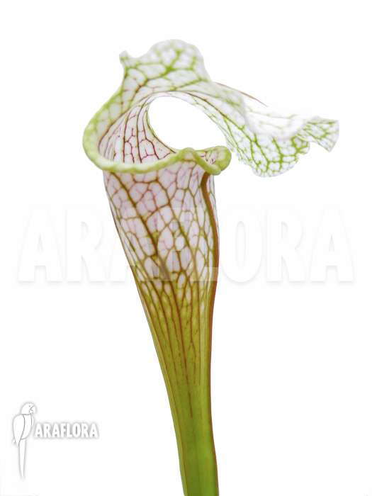 Sarracenia leucophylla ‚Big head‘