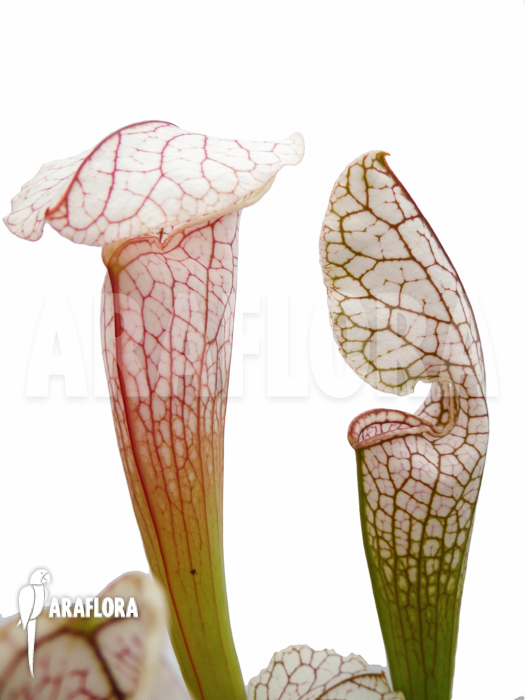 Sarracenia leucophylla ‚Big head‘