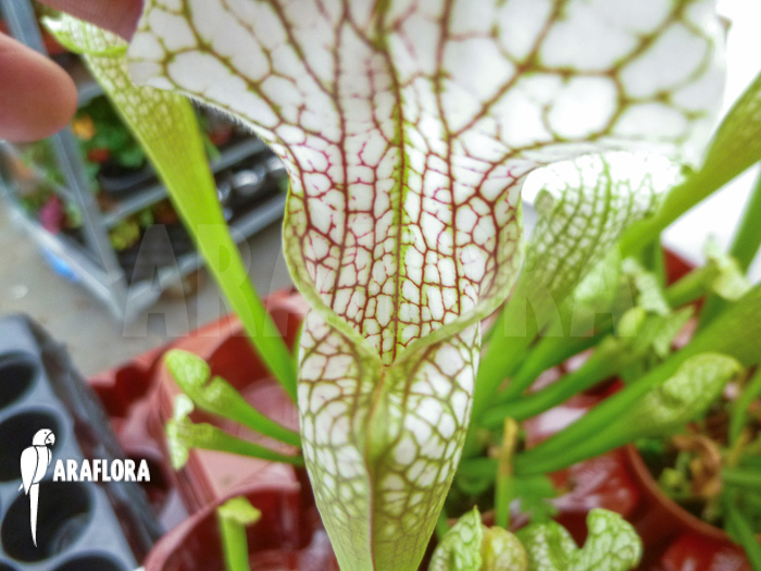 Sarracenia leucophylla ‚Big head‘