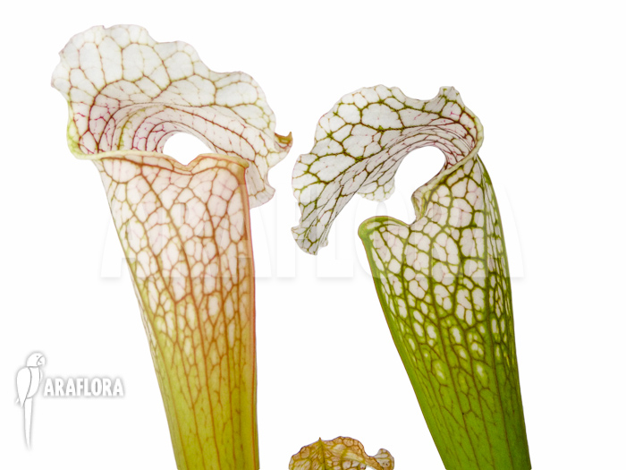 Sarracenia leucophylla ‚Big head‘