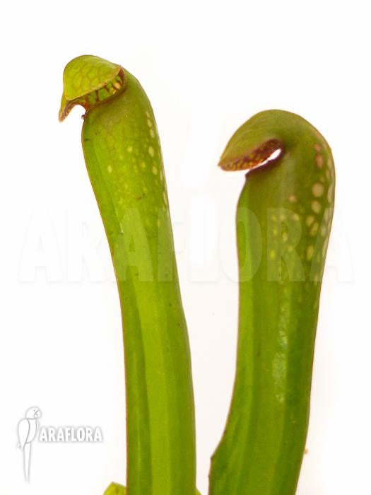 Sarracenia minor ‚Var. Okefenokeensis‘