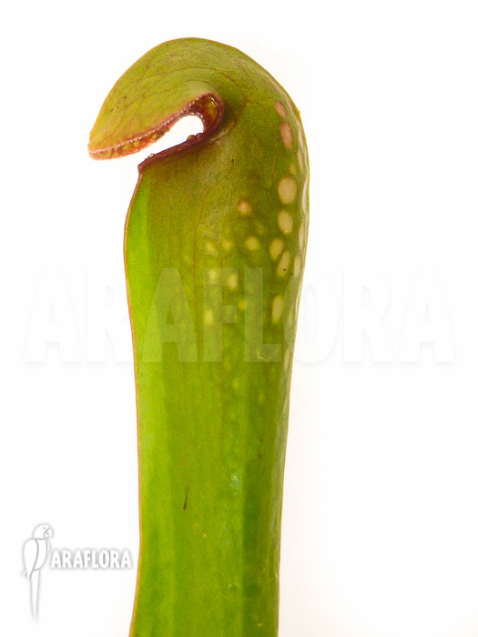 Sarracenia minor ‚Var. Okefenokeensis‘