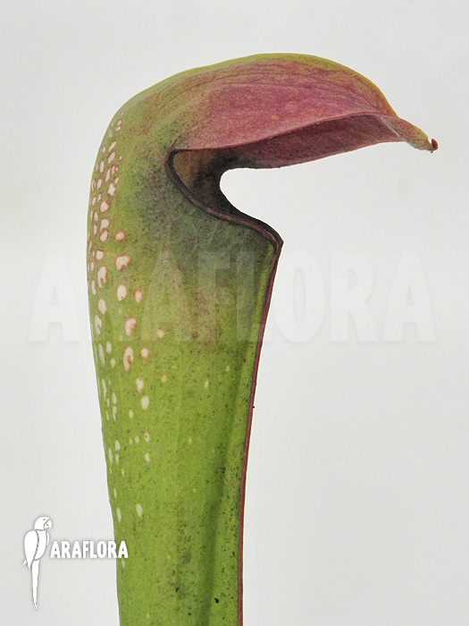 Sarracenia minor ‚Okefenokee Giant‘