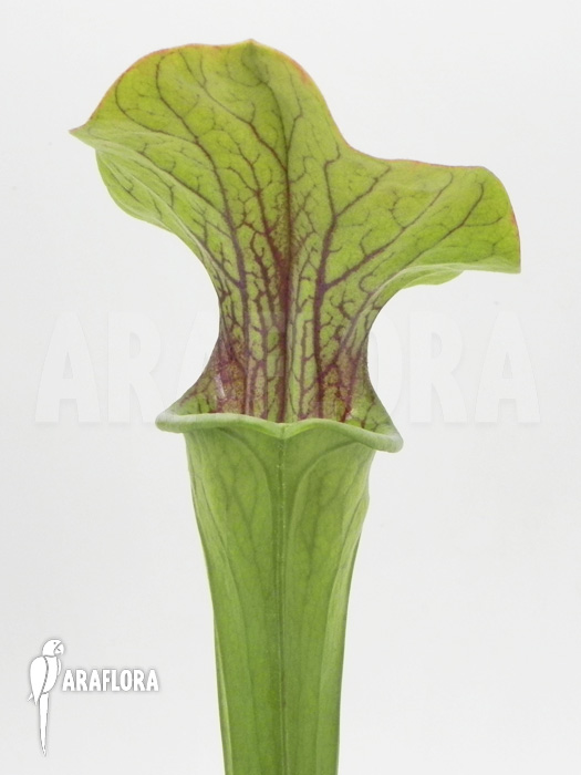 Sarracenia oreophila ‚Red line‘