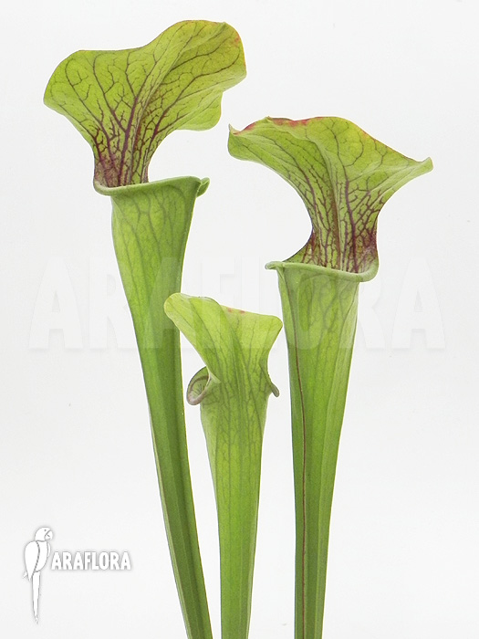 Sarracenia oreophila ‚Red line‘