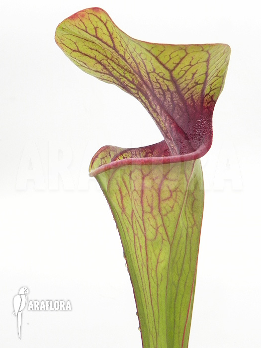 Sarracenia oreophila ‚Red line‘