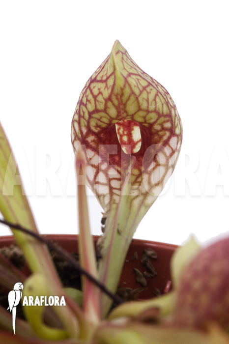 Sarracenia psittacina ’starter‘