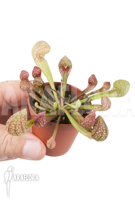 Sarracenia psittacina ’starter‘