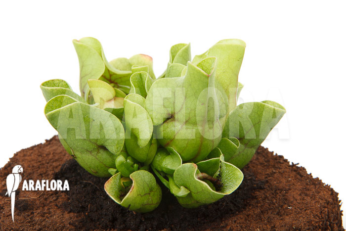Sarracenia purpurea ssp venosa