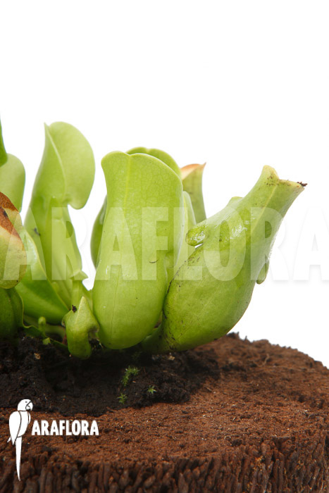 Sarracenia purpurea ssp venosa ‚Anthocyanin free‘