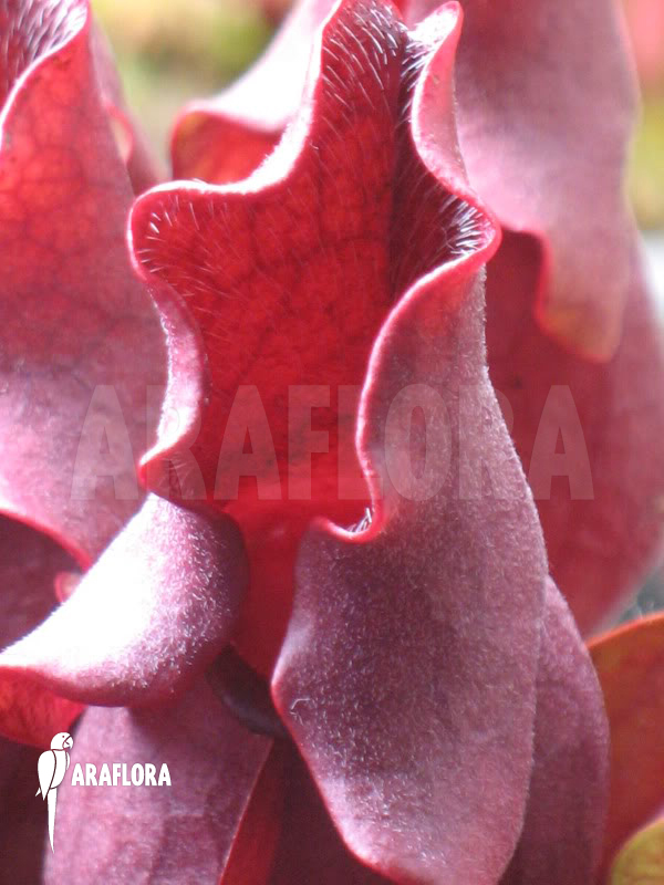 Sarracenia purpurea ssp venosa ‚All Red clone‘