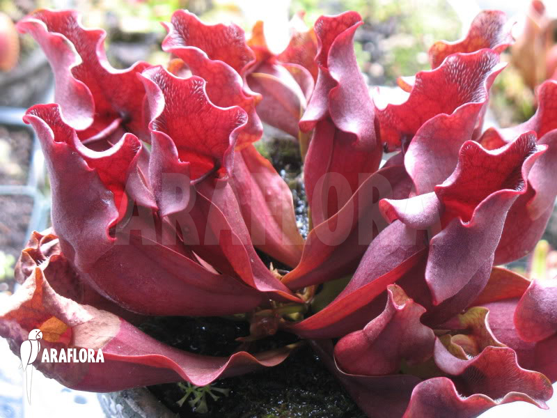 Sarracenia purpurea ssp venosa ‚All Red clone‘