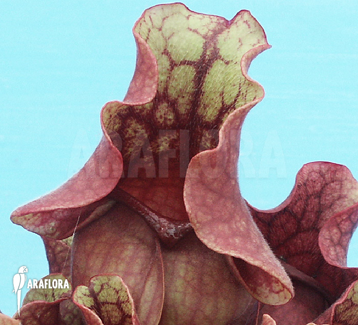 Sarracenia purpurea ssp venosa ‚Burkii‘