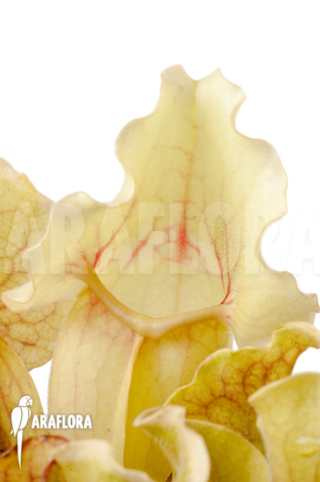 Sarracenia purpurea var venosa ‚White Ghost‘