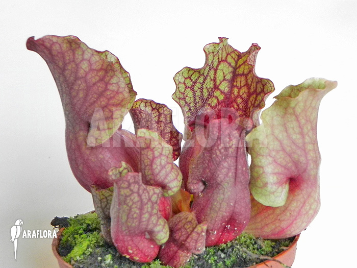 Sarracenia purpurea var. venosa ‚Clementina‘