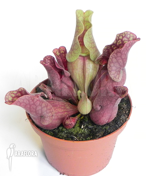 Sarracenia purpurea var. venosa ‚HS‘