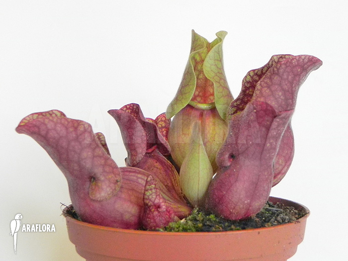 Sarracenia purpurea var. venosa ‚HS‘