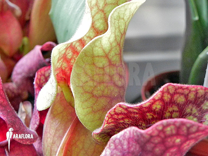 Sarracenia purpurea var. venosa ‚HS‘