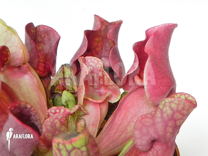 Sarracenia purpurea var. venosa ‚Red‘
