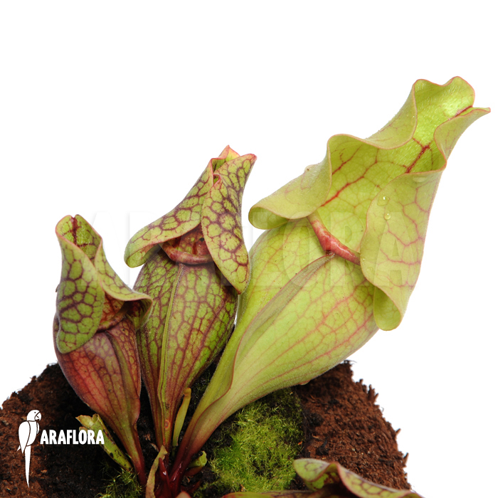 Sarracenia purpurea var. venosa