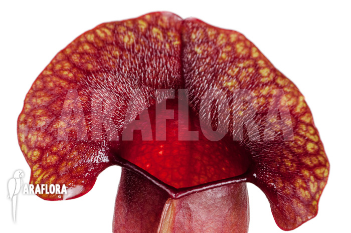 Sarracenia x ‚Barbapapa‘